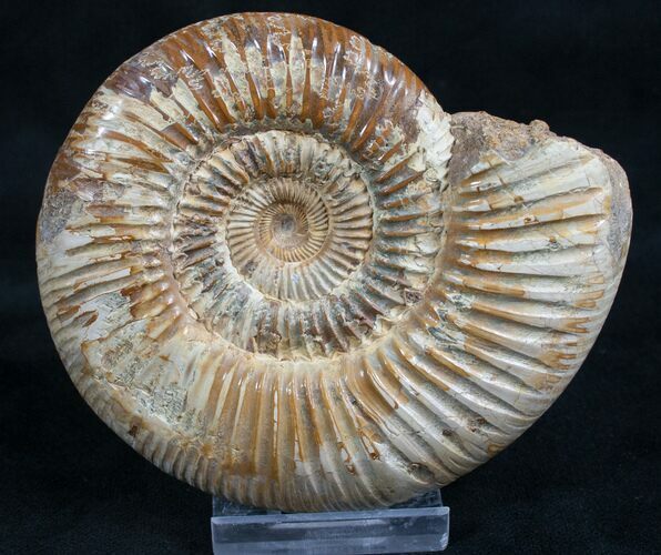 Perisphinctes Ammonite - Jurassic #7371